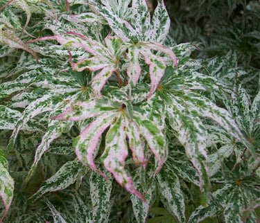 Acer palmatum 'Ukigumo' Variegated Japanese Maple - Maple Ridge Nursery